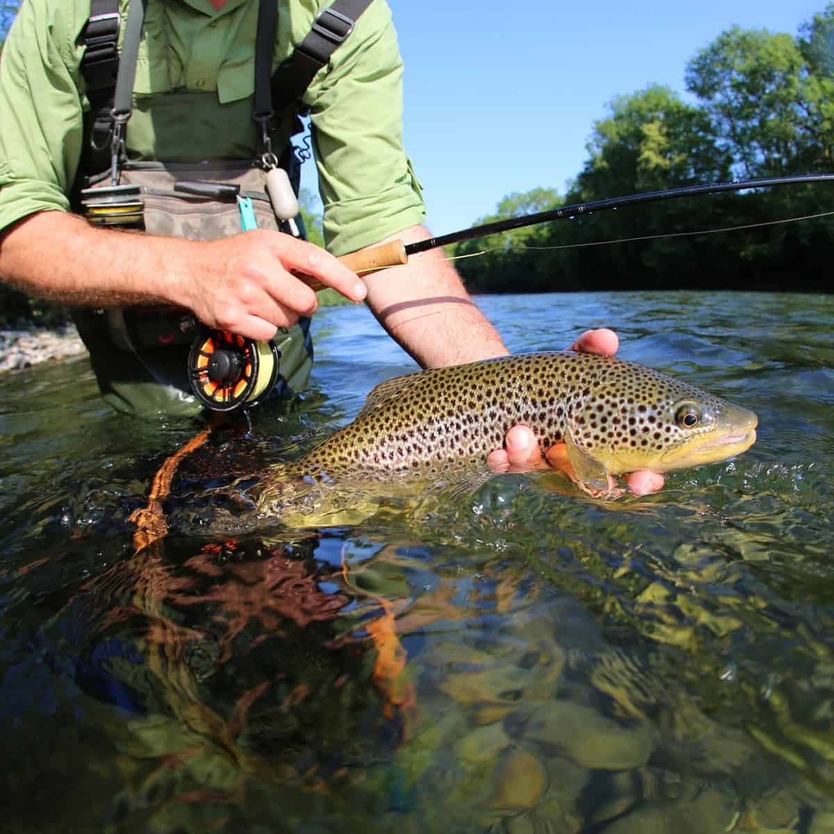 A man holding a trout he caught in a river.