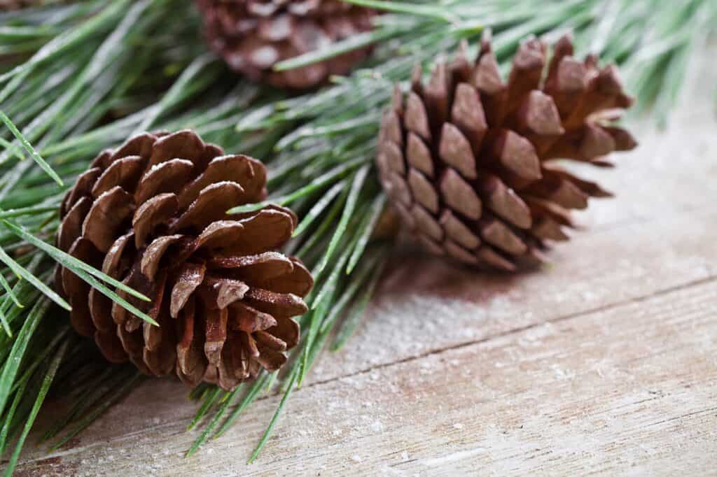 Pinecones and greenery as natural free Christmas decorations.